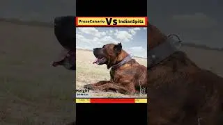 PresaCanario Vs IndianSpitz. #presacanario #indianspitz #dog #dogs #youtubeshorts #shorts