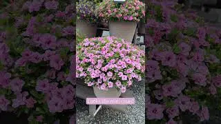 NEW Uno Double Light Pink Calibrachoa! #flowers #flower #plants #plant #garden