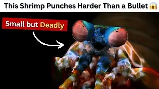50 Amazing Facts About Mantis Shrimps | Nature&rsquo;s Deadliest Boxer