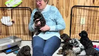 Melody's Schnoodle puppies January 9, 2026