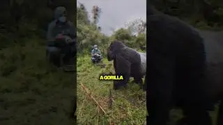 Он так и не вернулся домой.
