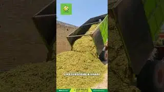 DELIVERY ALL PAKISTAN  #corn #cornsilage #maize #silage2023