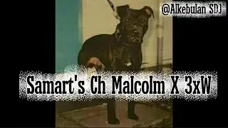 Samart's Ch Malcolm X 3xW