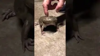 OMG Scary Froggg 😲 #cutefrog #kodoklucu #remix #frog