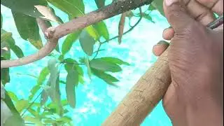 Grafting Mango Tree#Cutting#Planting 