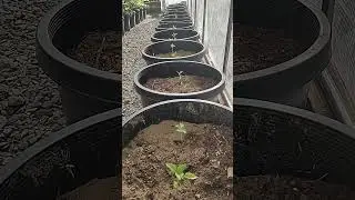 Planted the California sweet peppers in pots inside the hoop house.
