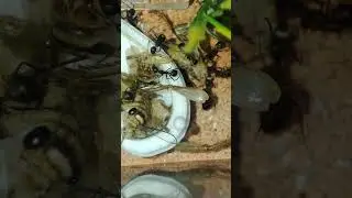 #coloniedefourmis #myrmecology #fourmis #ant #ants #elevagefourmis #fourmi #myrmecologie #antkeeping