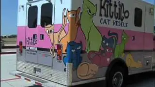 Community Cats