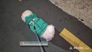 강아지 산책