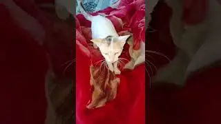 Why your cat sleep on top of everything #catfamily #catfacts #catfact #catshorts #ytshorts #cats