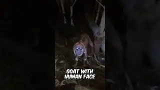 Real Life Animal Mutations That Are A Living Nightmare
