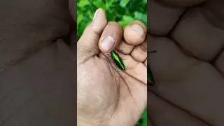 It is the Smaller shiny jewel beetle part2 #beautifulinsects #nature #anyuniqueanimals