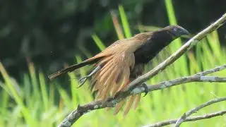 WILD LESSER COUCAL, Singapore