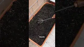 3 Essential Tomato Growing Tips #tomatoseason #tomatogrowing #gardening101 #gardeneducation #tomato