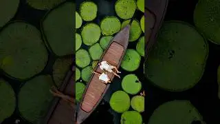 Phuket&rsquo;s Viral $30 Lily Pad Shoot! 🌊😱 #shorts #travel #fyp
