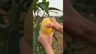 Cut Yellow Mango with Juicy Flesh