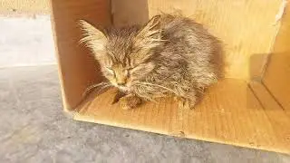 Adorable Kitten Last Sunbath Before Adoption 