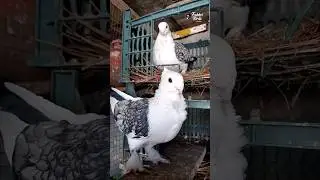 Most Beautiful Pair Satinette Pigeon 🕊️ #fakhribirds #pigeon #kabootar #kabutar #pigeonlover #shotrs