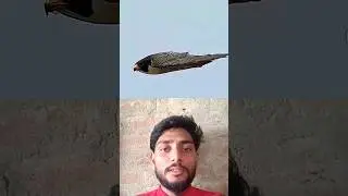 आसमान का राजा 👿#comedy#animallife#animals#funny #lionjreacts #lionjreacts #duet#duet #melodiousvoice