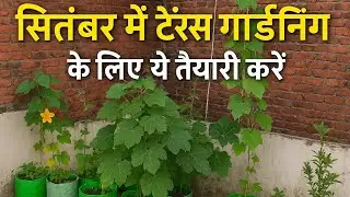 September Terrace Garden Guide 🌱 | September Mein Terrace Garden Ready Kaise Karein? 🍅🥬