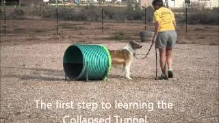 Dog Agility Classes in Cedar City, Utah