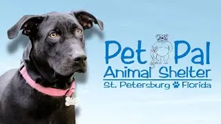 Pet Pal Animal Shelter