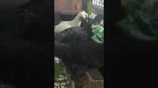 먹뻥 찍는 닭. 엄청 먹어요.  케일 상추
