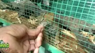 Baby Rusty-spotted cat | Wildlife | Animals