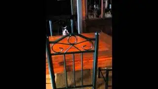 Dog chase fail