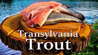 Cooking Fresh Trout 🐟 | Transylvanian Outdoor Recipe