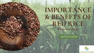 Importance and Benefits of Red Rice in English