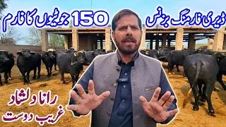 Buffalo Dairy Farm Business | Best Buffalo Breed for Milk | Highest Milk Buffalo Farming in Pakistan