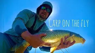 Fly Fishing For Carp  //  In The Pacific Northwest