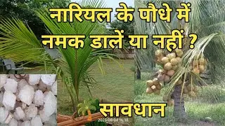 नारियल के पौधे में नमक डालें या नहीं वीडियो जरूर देखें पूरी जानकारी / how to grow coconut plant Salt