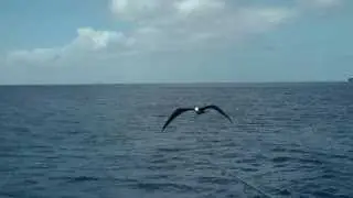 Great and Lesser Frigatebirds, 8th September 2013, Oeno Island, SE Pacific