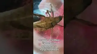 Chapulin de la Milpa 'Sphenarium purpurascens' #entomologia #entomologia  #chapulines #plagas