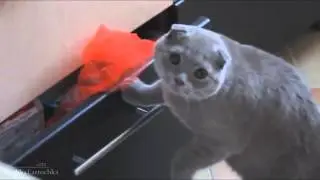 Funny Cats XD Part 4