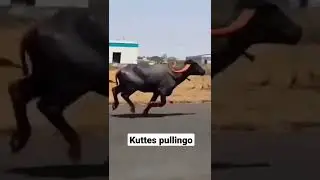 RX 100  vs  Buffalo