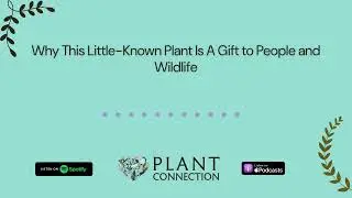 Why This Little-Known Plant Is A Gift to People and Wildlife | Plant Connection