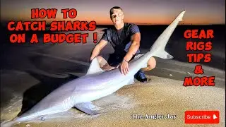 How to catch SHARK'S on a budget!! (Gear, rigs, tips, & more!)