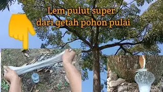 #pulutburung Cara membuat lem pulut dari getah pohon pulai