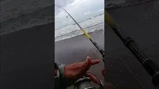 #mancing #fishing #ikan #mancingmania #lucu #funny #mancingceria #belajarmancing #mancingmantap