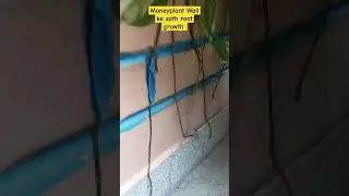 moneyplant wall ke sath #plants #gardeningvideos #moneyplant #gardenplants #gardenersgardening