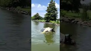 Family Fishing Trip Gone Wrong&hellip; Capsized Boat in Alligator Territory #fishing #louisiana #alligator