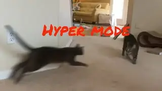 Cat in Hyper mode #cat #catlover #catsfighting #catplaying #catattack #猫 #shorts