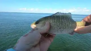 SNAPPER Fishing Adventure at Picnic Island Park in Tampa, Florida 🥵