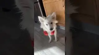 #dogsofyoutube #trending #trendingshorts #pomskydog #husky #kylerichh #beckham