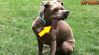 Rescue An Abandoned &lsquo;Ugly&rsquo; Dog Survives Near Fatal Disease