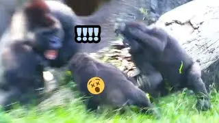 Gorilla🦍Ringo Gets Too Naughty, D’jeeco Teaches Him a Lesson!😆😵🤪💢林戈頑皮，迪亞哥修理他