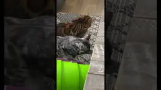 Pawfect Synchronization #SynchronizedLicking #CopyCat #InSync #MirrorMode #PawfectTiming #shorts